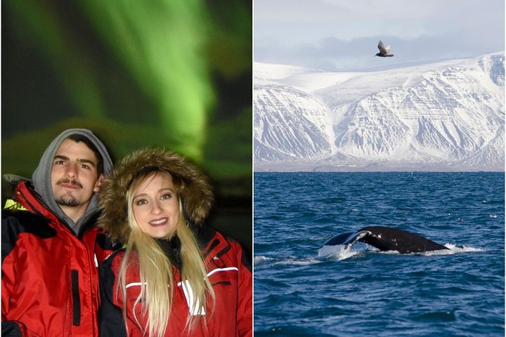 Winter Whale Watching and Northern Lights Cruise from Reykjavik