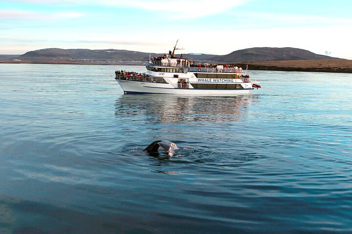 Whale-Watching Boat Tour with Expert Guide from Reykjavik