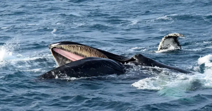 Reikiavik: Excursión de avistamiento de ballenas, Exposición Ballenas de Islandia