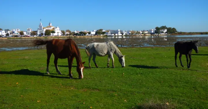 Excursión en todoterreno al Parque Nacional de Doñana desde Sevilla