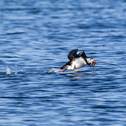 Reykjavik: Puffin Watching Express