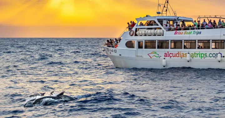 Puerto de Alcúdia: amanecer en el mar y tour en barco para ver delfines
