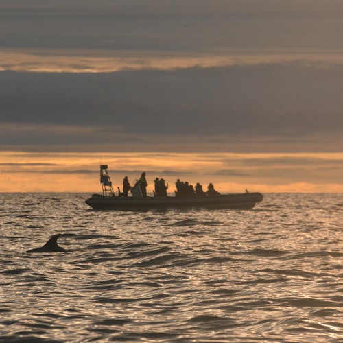 Iceland: Premium Evening Whale Tour from Reykjavík