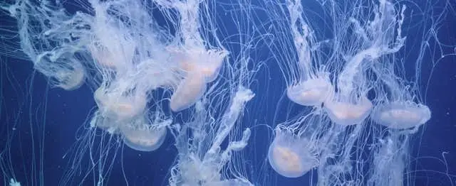 Entrada al Oceanogràfic