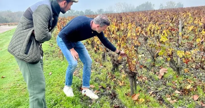 Burdeos: Viñedos de Graves, Pessac-Léognan y Sauternes
