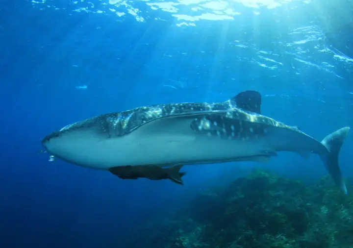 Cancun: Whake Shark Sightseeing, visit Isla Mujeres & Contoy