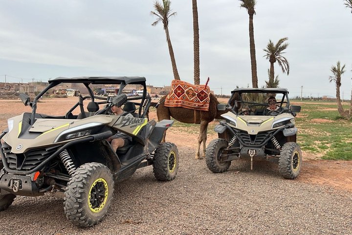 Paseo en buggy y camello por el Palmeral