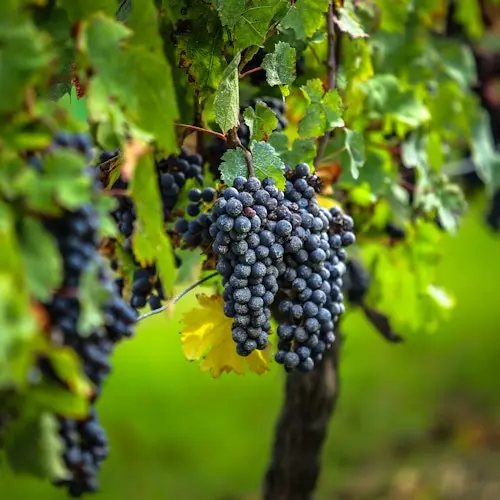 Saint-Émilion Village: Half-Day Wine Tour from Bordeaux