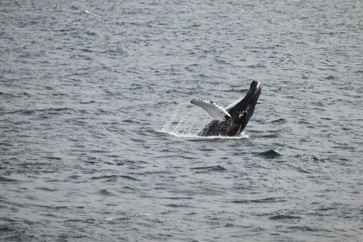 2 Hours Whale Watching Express Adventure