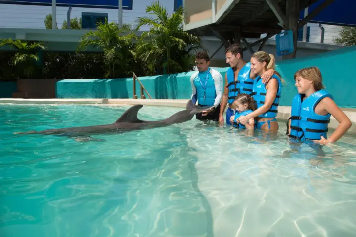 Cancún: entrada interactiva al acuario + nado con delfines Interx