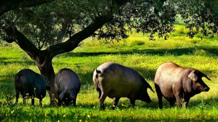 Esencia del cerdo Ibérico: ruta con degustación en la sierra de sevilla