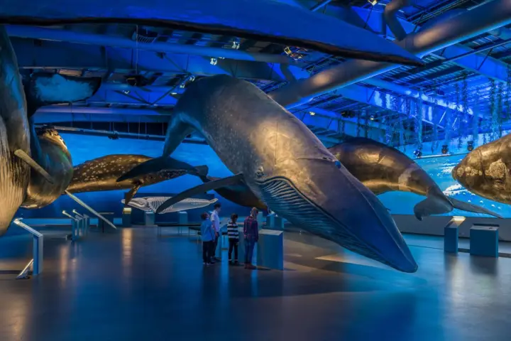 Reikiavik Entrada al Museo de las Ballenas de Islandia