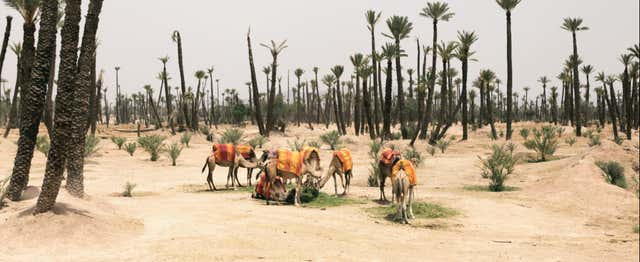 Tour en quad, paseo en camello y baño en hammam