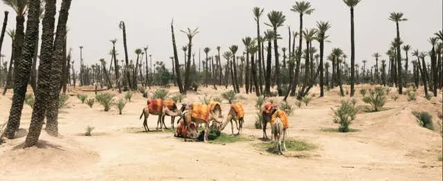 Tour en quad, paseo en camello y baño en hammam