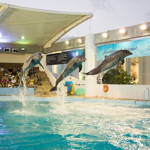 Interactive Aquarium Cancún: Entry Ticket + Dolphin Show