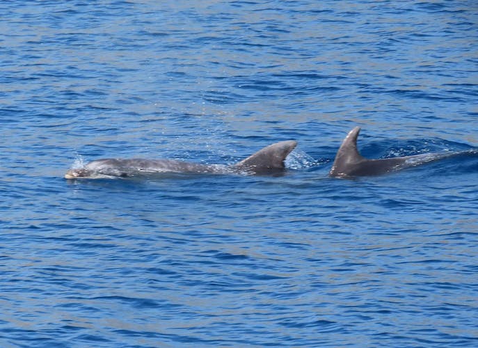 Crucero de 3 islas por el Dodecaneso con almuerzo desde Kos