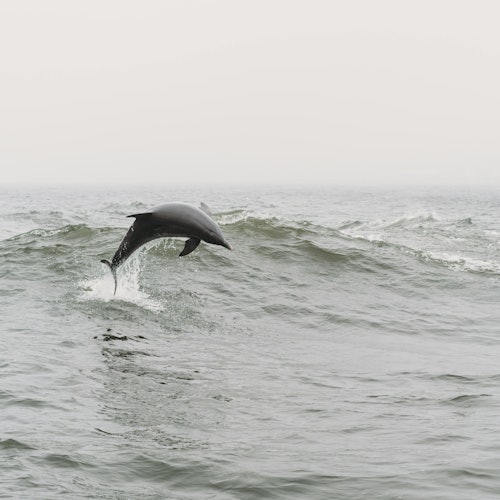 Tarifa: Excursión de avistamiento de delfines y ballenas desde Sevilla