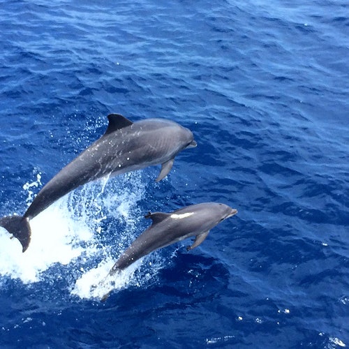 Santa Ponsa: Excursión de 3 horas en barco para avistar delfines + Snorkel
