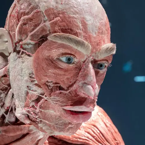 Berlín: Excursión en Autobús Hop-on Hop-off de 24 horas + Entrada a BODY WORLDS + Audioguía
