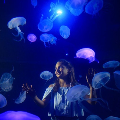 Palma Aquarium: Entrada + Traslado desde Zona Este