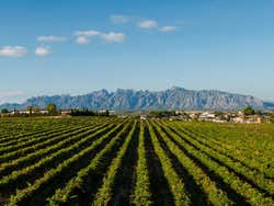 Excursión a Montserrat + Visita a una bodega de cava del Penedés en grupo reducido