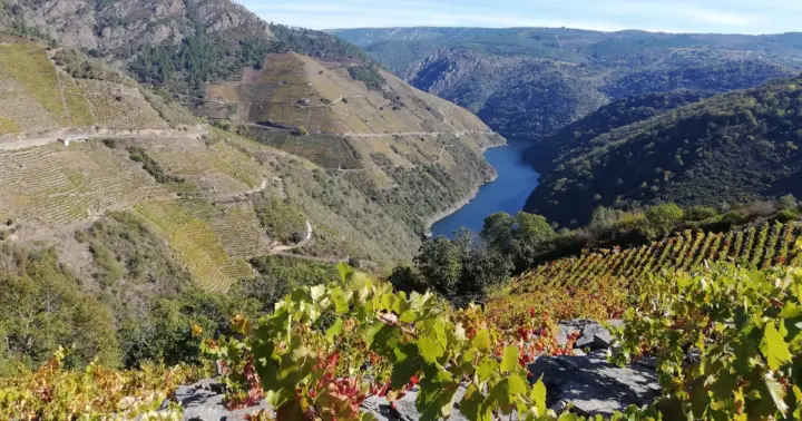 Desde Santiago: crucero por la Ribeira Sacra, monasterios y Ourense