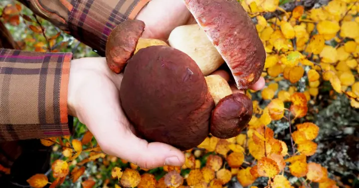 From Helsinki: Mushroom Hunting Tour in a National Park