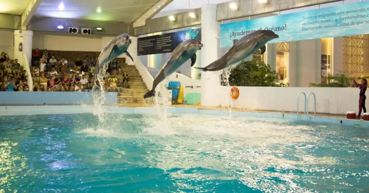 Entrada al Acuario Interactivo de Cancún + Presentación de Delfines