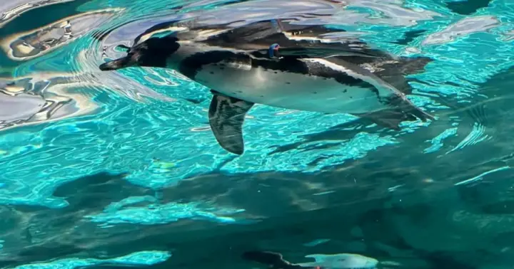 Osaka: Tennoji Zoo Admission Ticket
