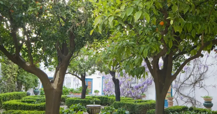 Córdoba: Ticket de entrada a los Jardines y Patios del Palacio de Viana