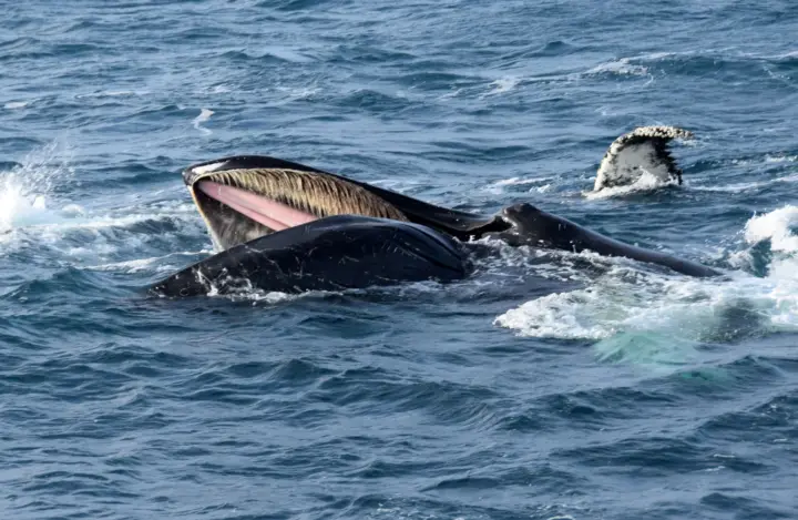 Reikiavik: Excursión de avistamiento de ballenas, Exposición Ballenas de Islandia