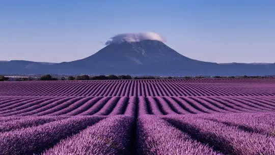 Excursión a la lavanda en Valensole desde Marsella