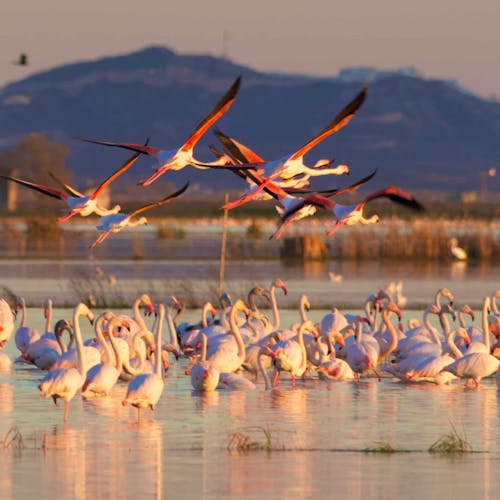 Excursión en barco por la Albufera con comida incluida