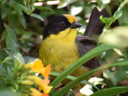 Avistamiento de aves en el cerro de Monserrate