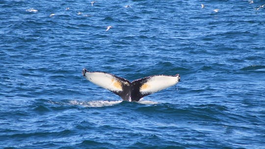 Whale watching tour in Reykjavik