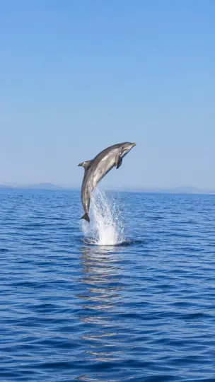 Can Picafort: tour en barco con avistaje de delfines, baño y cuevas