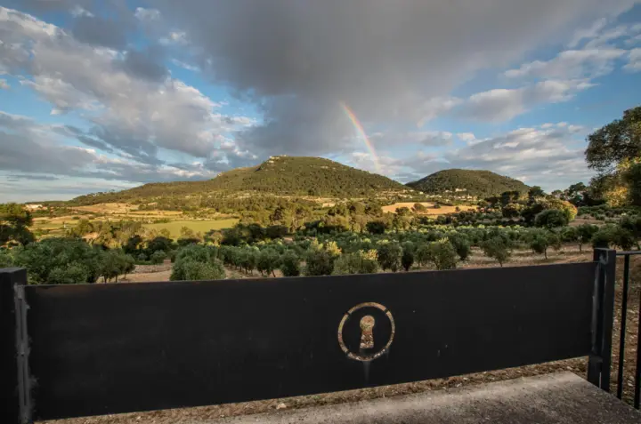 Visita a un olivar de Mallorca, cata de vino y aceite y almuerzo ligero