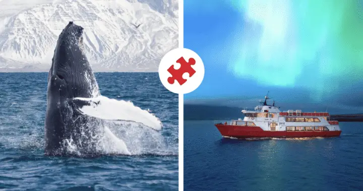 Reykjavik: Whale Watching and Northern Lights Cruise Combo