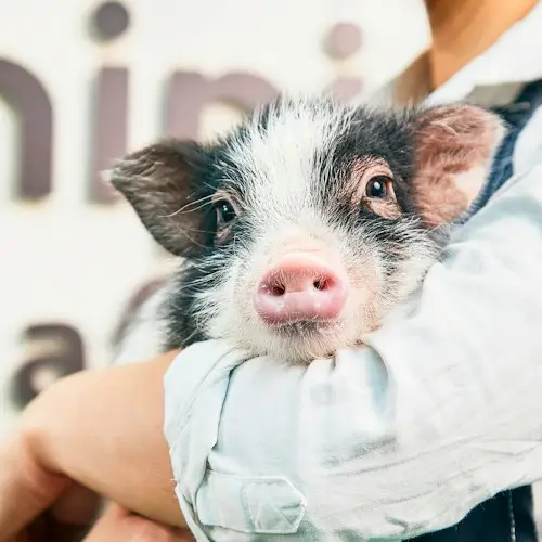 Osaka: 1-Hour Micro Pig Cafe Experience with Drink & Postcard