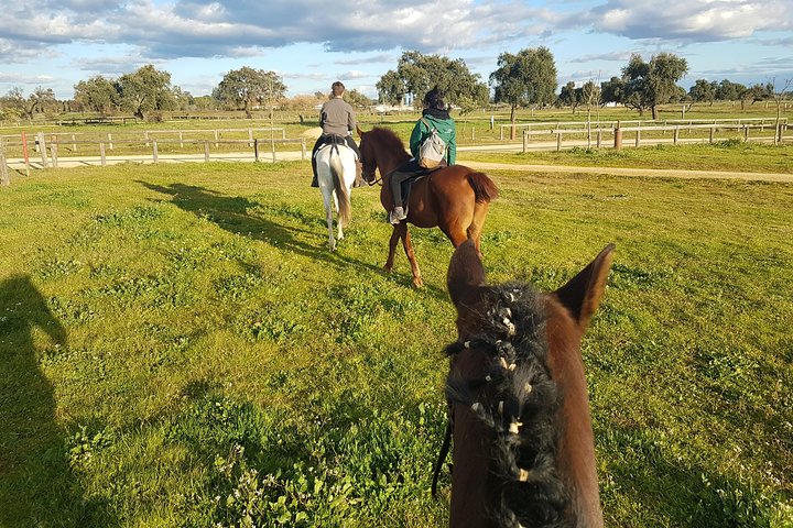 Experiencia a caballo en el Aljarafe, parque de Doñana desde Sevilla