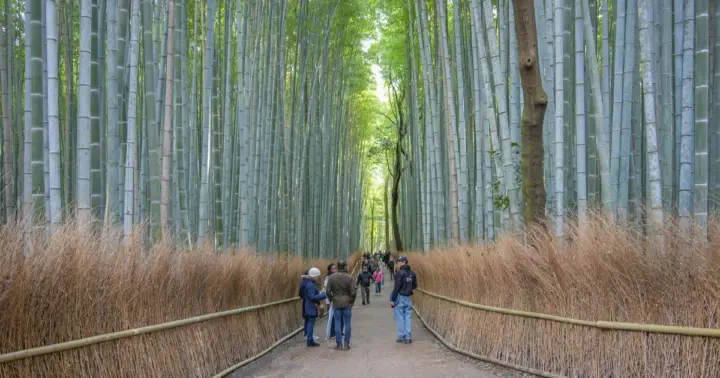 Kyoto by Bus: Nijo, Bamboo Grove & Fushimi Inari (EN/ES)