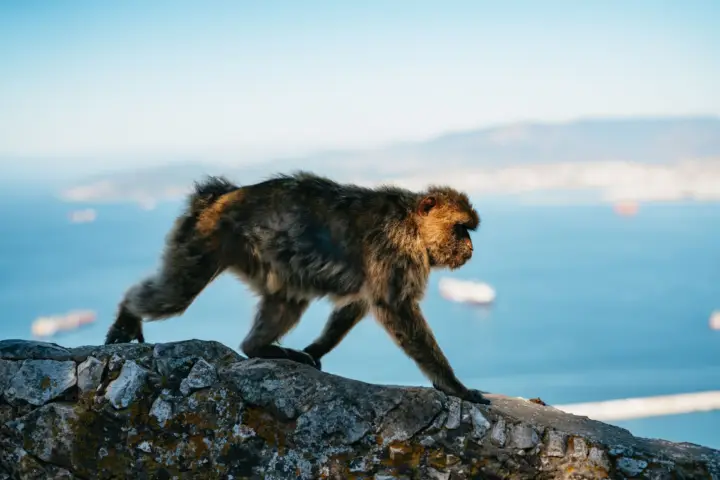 Desde Málaga: tour por Gibraltar con tour opcional del peñón