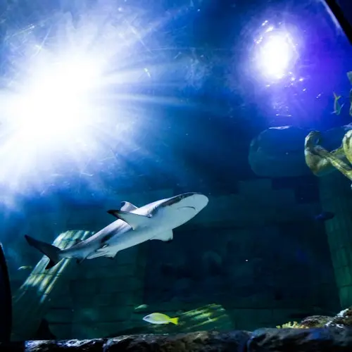 SEA LIFE Porto: Annual Pass