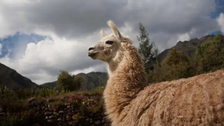 Arequipa: Recorrido por Santa Catalina, vista de camélidos y valle Chilina