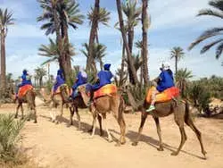 Paseo en camello por el palmeral