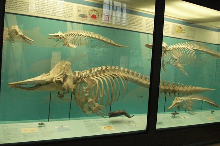 Milán: entrada al Museo de Historia Natural con audioguía