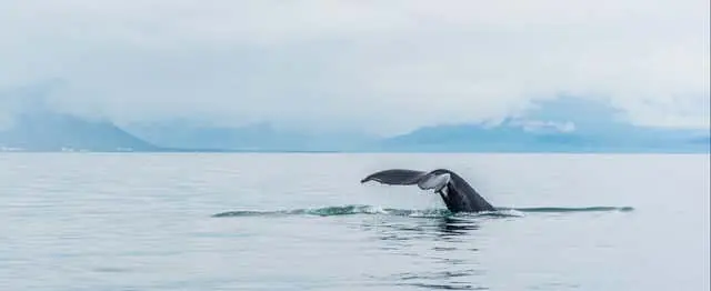 Reykjavik Whale Watching