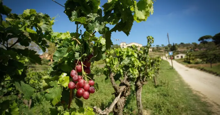 Desde Barcelona: Experiencia de navegación y cata de vinos