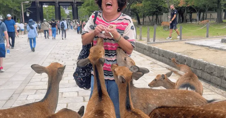 Desde Kioto: tour en autobús a Nara y experiencia tradicional de matcha