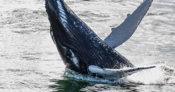Reykjavik: Whales and Northern Lights Boat Tour